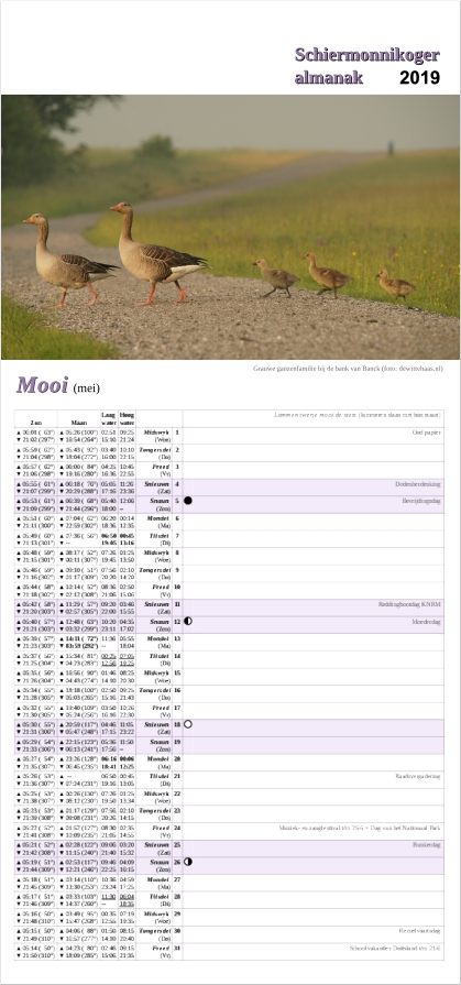Mei-pagina op de Schiermonnikoger almanak 2019 met foto: Grauwe ganzenfamilie steekt achter elkaar het schelpenpad over (foto: Marjolein)