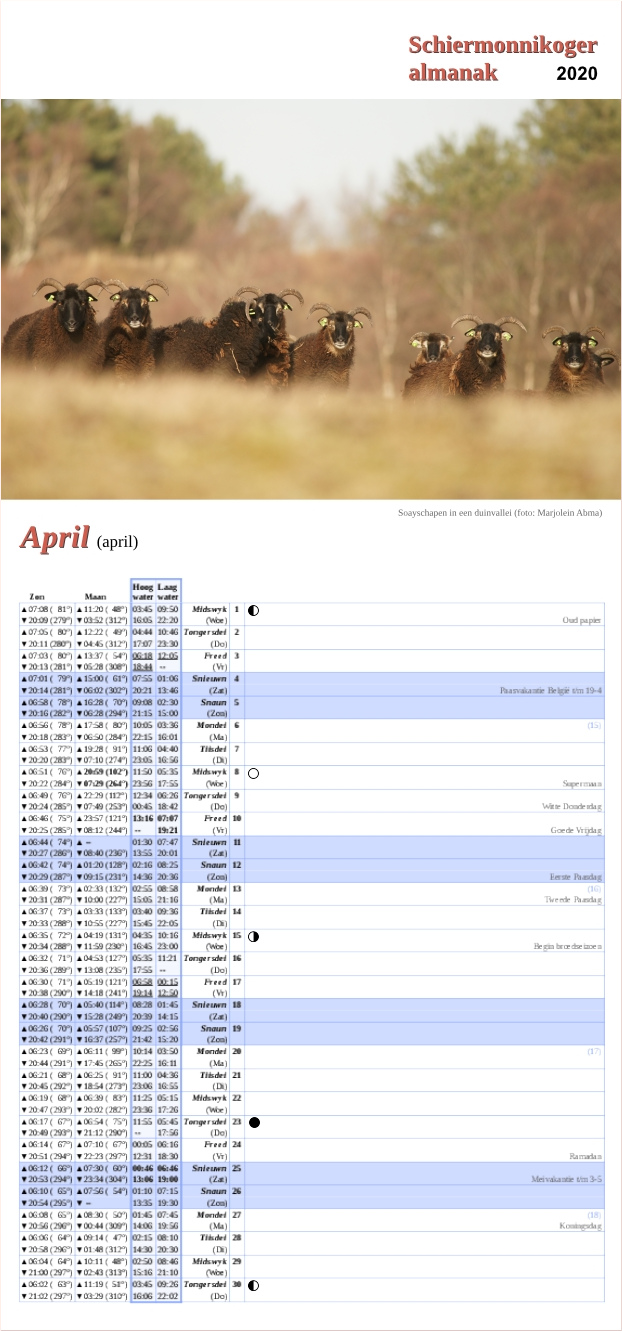 April-pagina op de Schiermonnikoger almanak 2020 met foto: een rijtje bruine soayschapen kijkt nieuwschierig over een duintop heen(foto: Marjolein)
