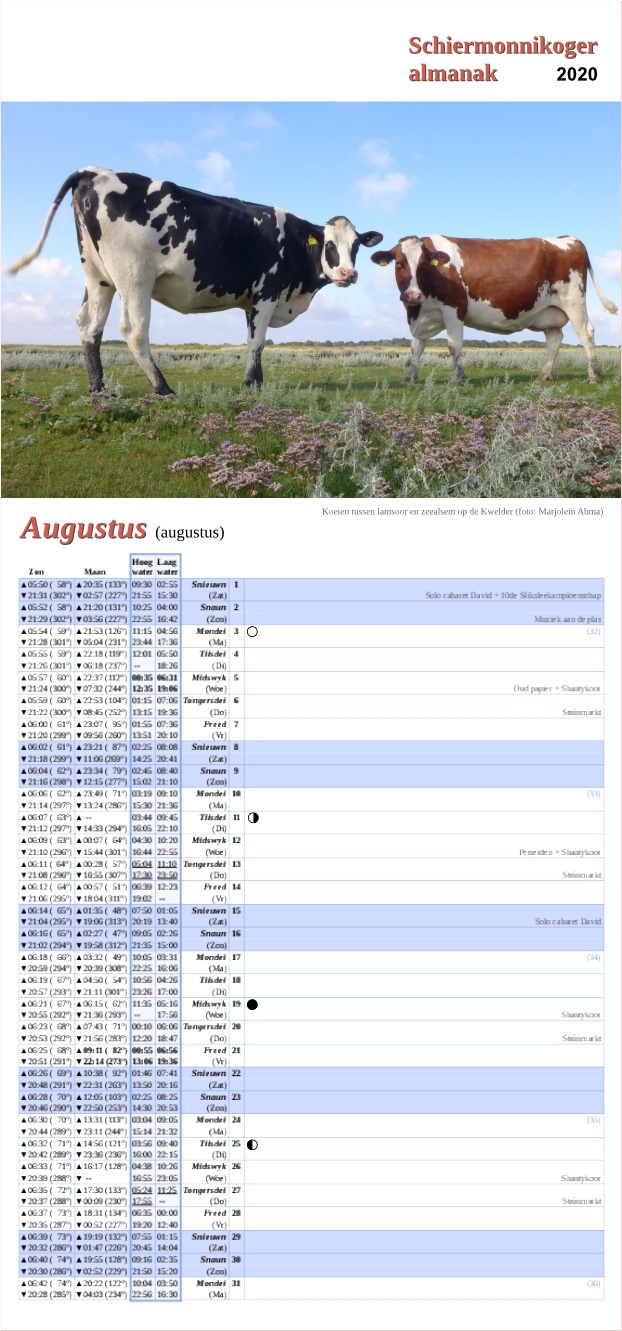 Augustus-pagina op de Schiermonnikoger almanak 2020 met foto: Twee koeien op de kwelder met bloeiend paars lamsoor kijken in de lens (foto: Marjolein)