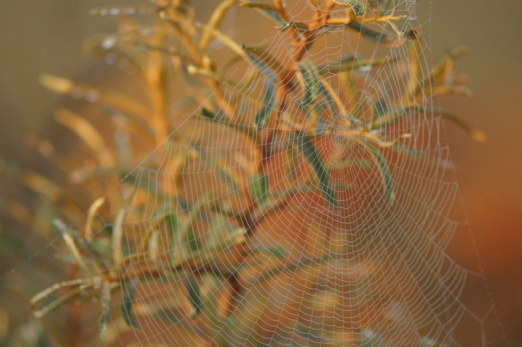Een spinnenweb in een duindoornstruik, oranje