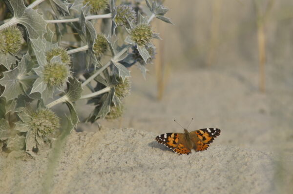 Een distelvlinder met de vleugels gespreid in het zand op het strand van Schiermonnikoog