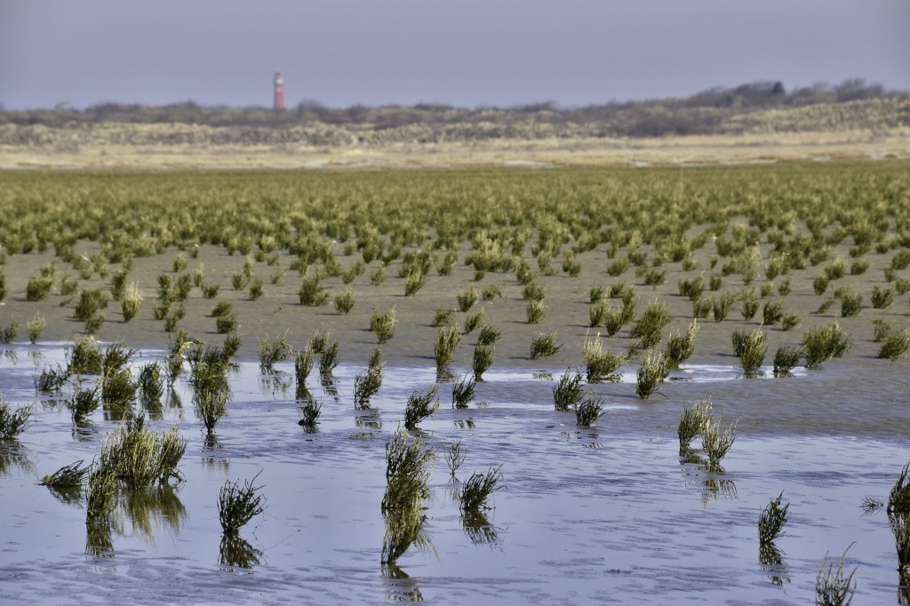 Pioniersplanten op de kwelder van het rif met op de horizon de stuifdijk en vuurtoren