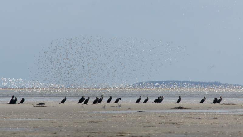 Aalscholvers rusten op een drooggevallen wadplaat. Verderop vliegen twee zwermen vogels, de ene wit, de andere zwerm zandkleurig/grijs.
