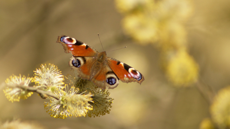 Een vlinder die op bloeiende gele wilgenkatjes zit strekt de vleugels.