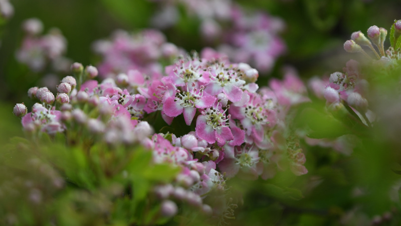 Roze-met-witte meidoornbloesem waarvan sommige bloemen nog in de knop