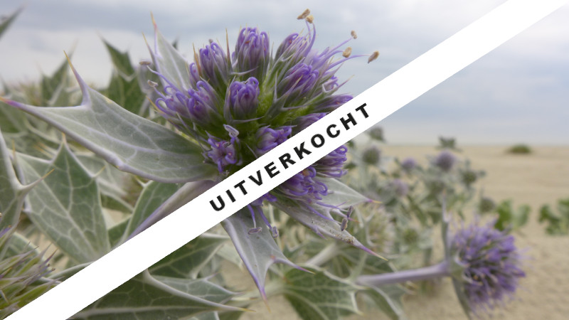 stengels met stekelige vette bladeren en paarse distelachtige bloemen met op de achtergrond het strand en de lucht. Opschrift "uitverkocht"