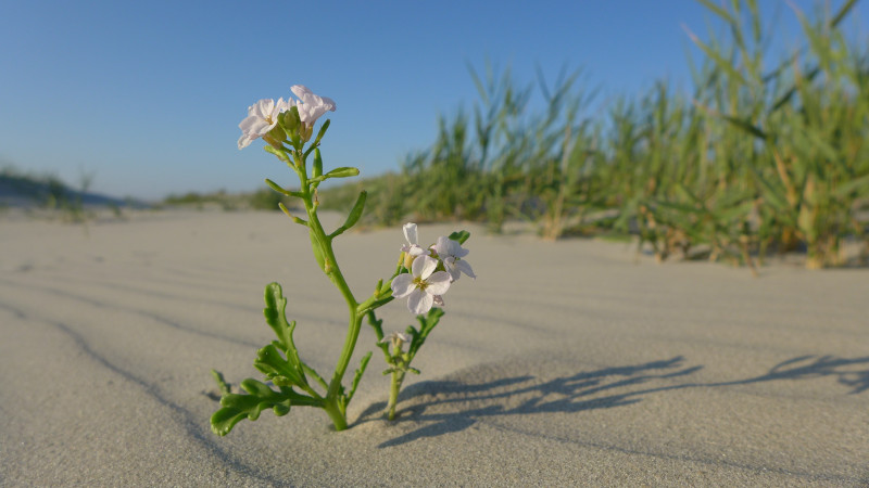 twee stengels met vet blad en lichtroze bloempjes steken uit het mulle zand op het strand. Op de achtergrond andere vegetatie en lucht.