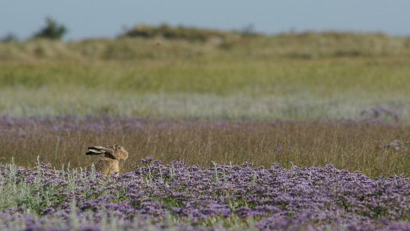 Een haas kijkt op boven weelderig bloeiend lamsoor. Op de achtergrond een duin.