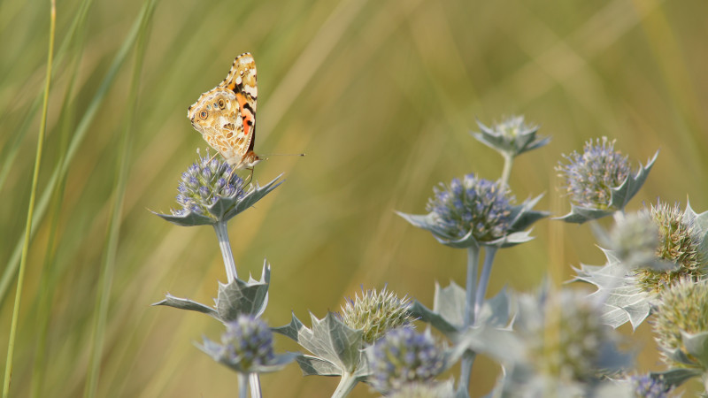 Een oranje gevlekte vlinder zit op een bloem van de blauwe zeedistel. Scherpe blaadjes her en der, wazige grassige achtergrond.