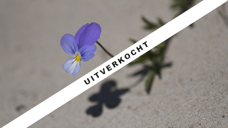 een paars-met-geel-en-wit duinviooltje hangt boven het zand met zijn schaduw eronder. Opschrift "uitverkocht"