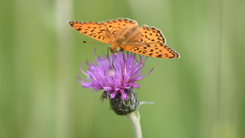 Een fel oranje vlinder met zwarte vlekjes zit met de vleugels gespreid op een paarse bloem en drinkt nektar met de tong