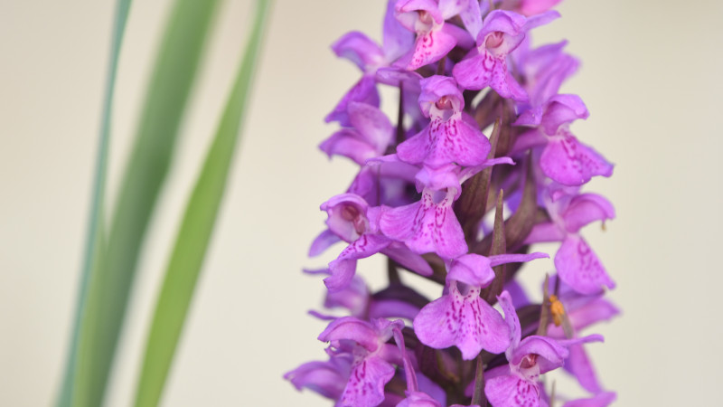 Een cluster aarse orchideebloemen met links lange groede blaadjes en wazige bleke achtergrond.