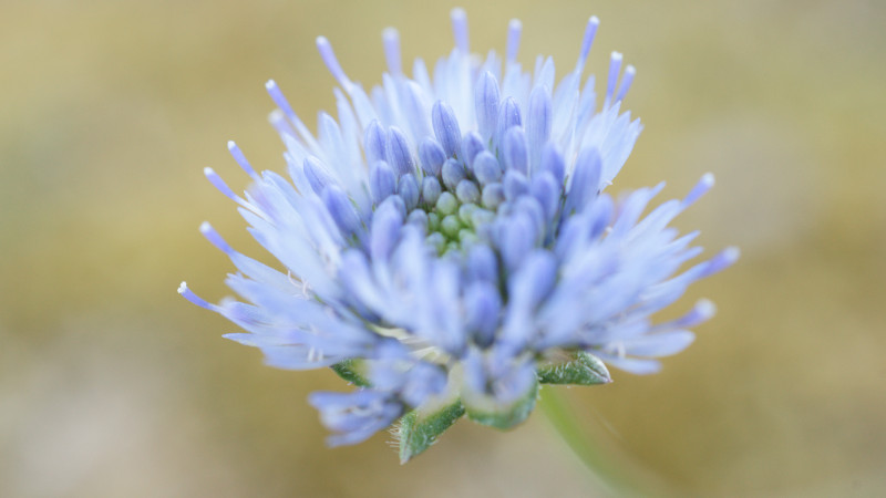 Zacht blauwe bloem met onscherpe achtergrond