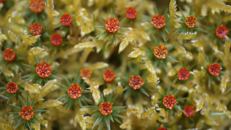 rode bloemetjes met puntige groene blaadjes in stervorm op gelig mos