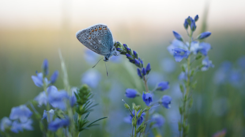 Een blauw vlindertje met oranje stipjes hangt ondersteboven aan de top van een takje brede ereprijs. Blauwe bloemen en wazig groene achtergrond
