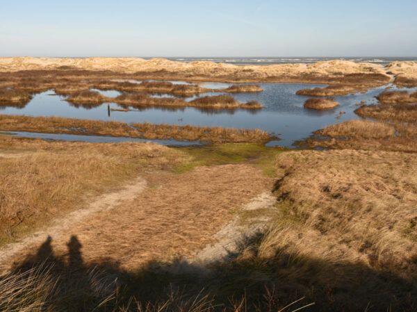 Strijklicht op het begroeide strand met winterse dorre kleuren, grote plassen water, duinen en de branding op de achtergrond, blauwe lucht