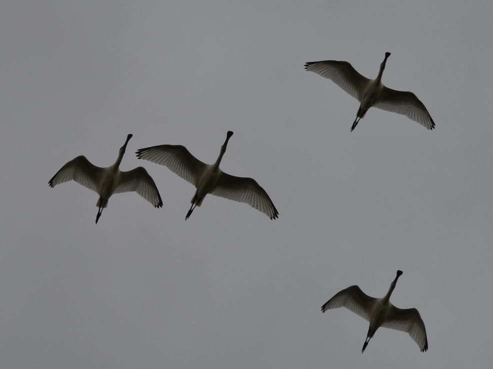 silhouetten van vier vliegende lepelaars