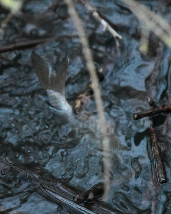 staartvin van een lichtgrijze vis boven het wateroppervlak recht omhoog