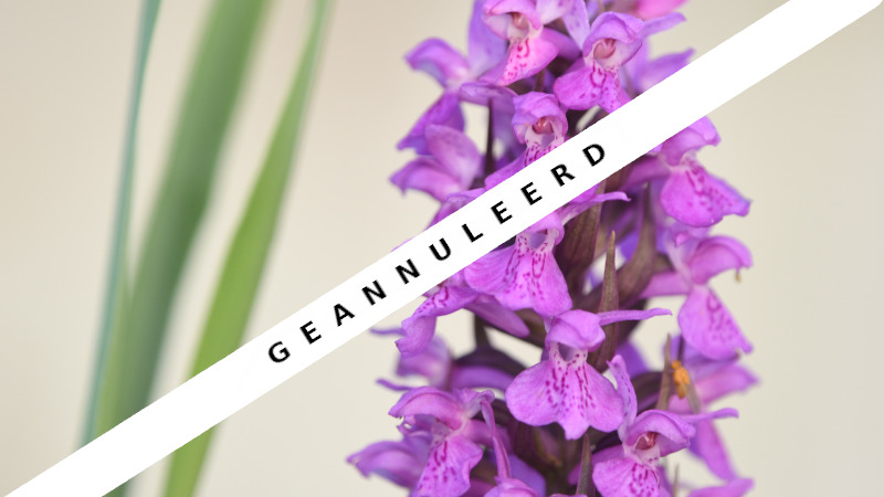 Wilde orchidee met paarse bloemen tegen een lichte achtergrond met drie wazige groene horizontale bladeren. Opschrift "geannuleerd".