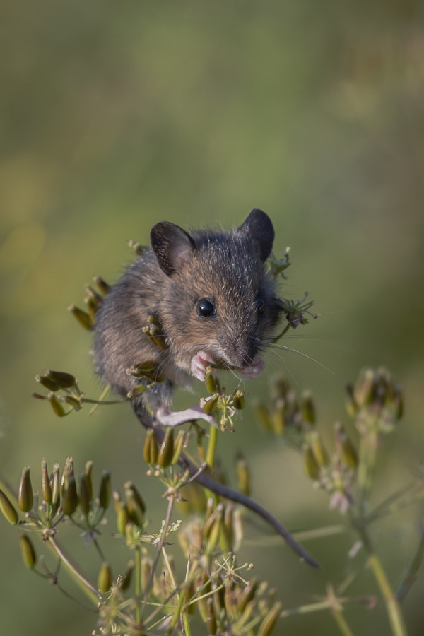 Een muisje op een tak eet zaadjes