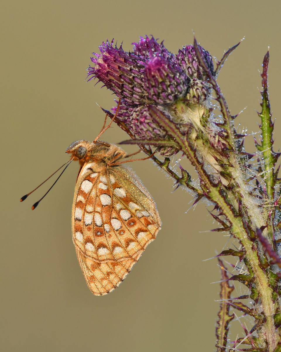 Oranje vlinder met witte vlekken en bedekt met dauwdruppels hangend aan een distel