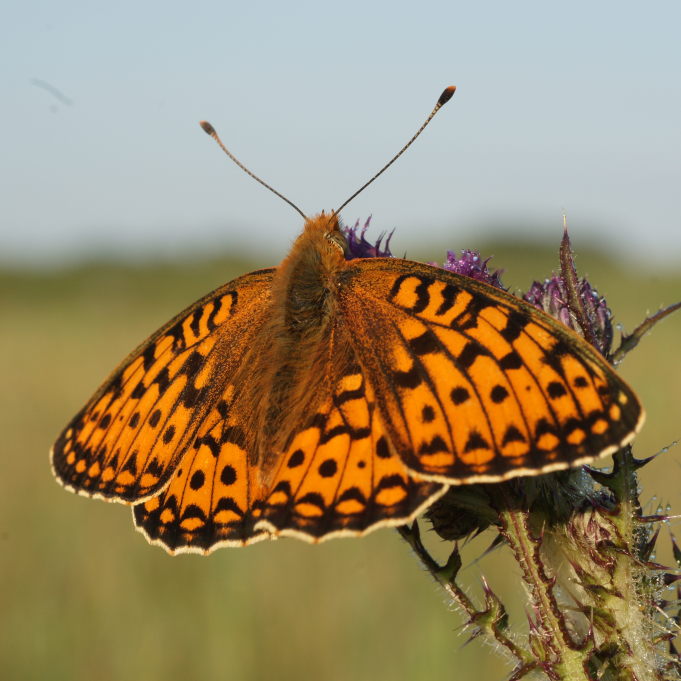 Oranje vlinder met zwarte vlekken en gespreide vleugels hangend aan een distel