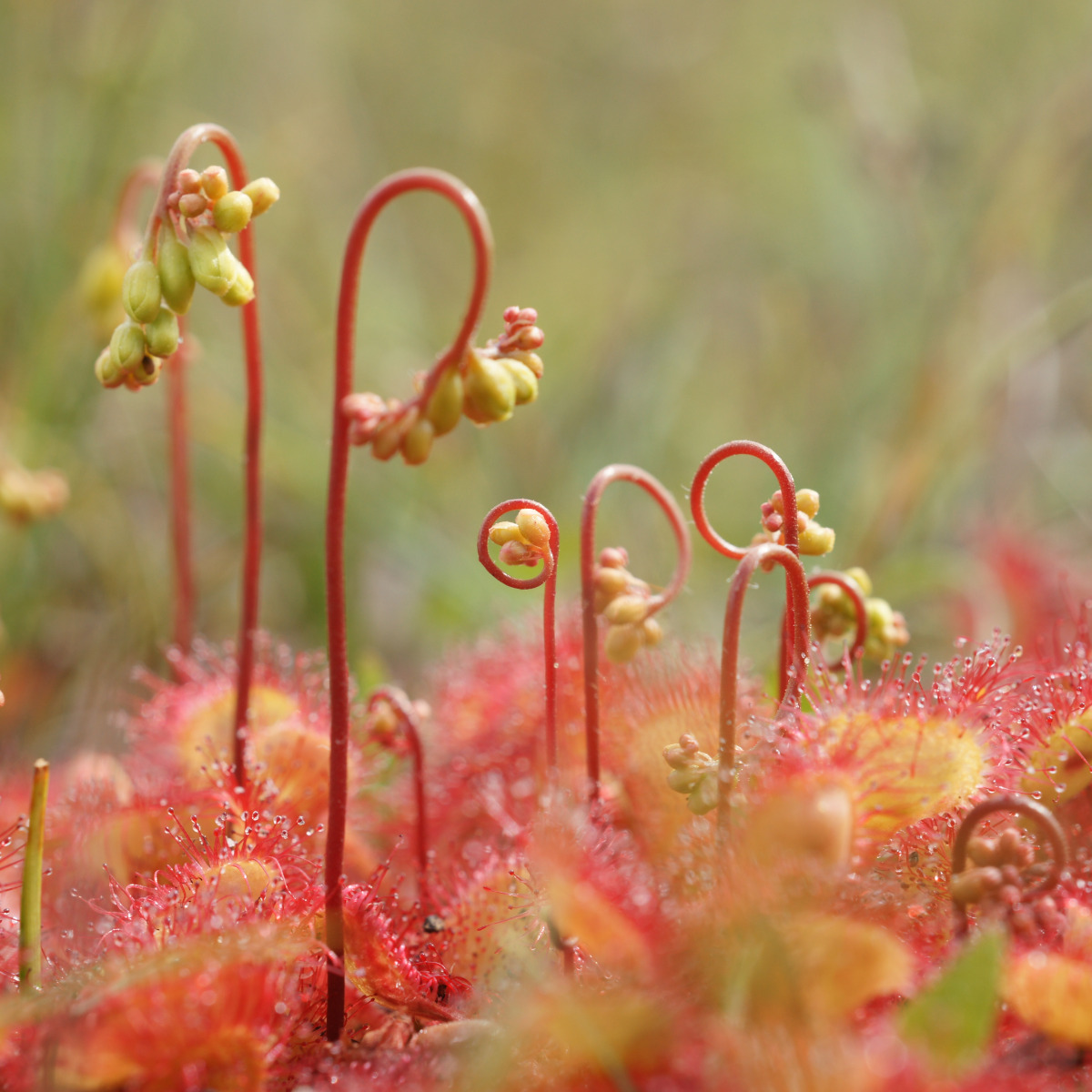 rood-met-gele blaadjes met lijmdruppeltjes op de randen en verticaal opschietende stengeltjes met een krul of trosje bloemknoppen. Groene wazige achtergrond.