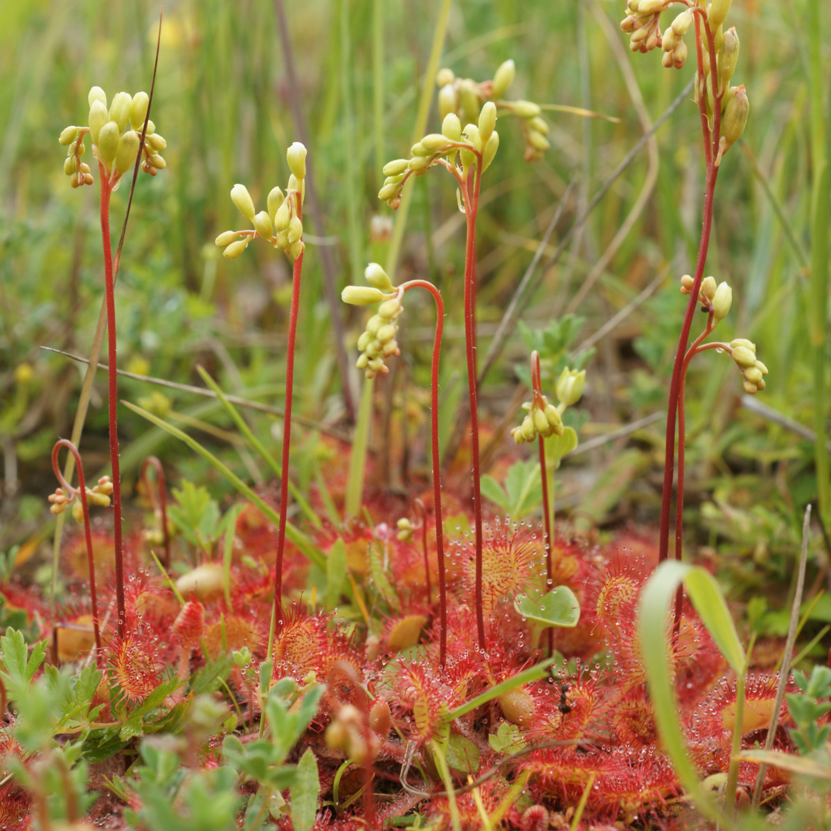 rood-met-gele blaadjes met lijmdruppeltjes op de randen en verticaal opschietende stengeltjes met een krul of trosje bloemknoppen. Groene wazige achtergrond.