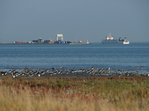 Veerboot vaart richting de aanlegsteiger van Schiermonnikoog. Op de voorgrond rustende scholeksters.