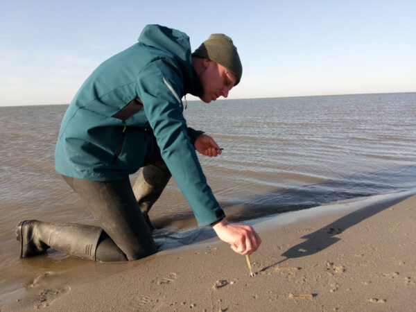 man knielend bij de zee-waterlijn, trekt een schelpje uit het natte zand van het strand