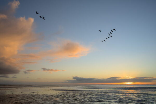 ganzen vliegend tegen blauwe lucht met roze wolken bij zonsondergang boven een uitgestrekte natte modderige vlakte
