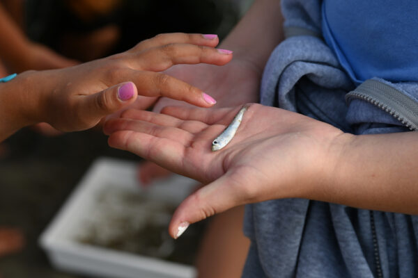 Kinderhand toont een visje. Een andere kinderhand wil het visje met een vinger aaien.