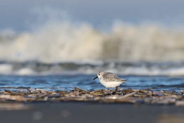 vogeltje met zwarte snavel, witte buik en geschubde aardleuren verendek loopt door schelpen op het strand. Op de achtergrond zijn woeste golven van de branding te zien.