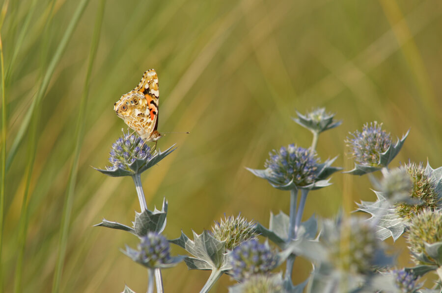 een vlinder zit op de bloem van een blauwe zeedistel