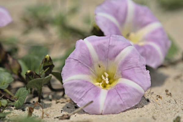 Een grote roze bloem met witte strepen vanuit het gele hart naar buiten ligt in het zand. Daarnaast nog bloemen in de knop.