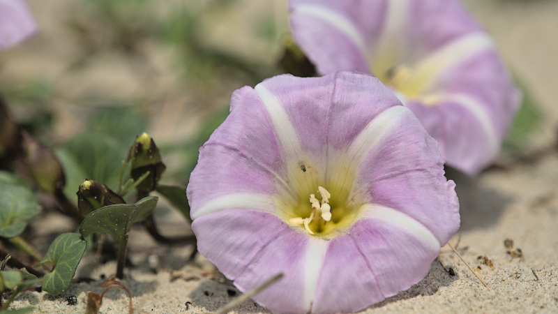 Een grote roze bloem met witte strepen vanuit het gele hart naar buiten ligt in het zand. Daarnaast nog bloemen in de knop.