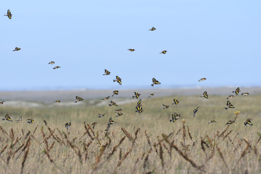 opvliegende geel-zwart-rood-gekleurde vogels op het begroeide strand