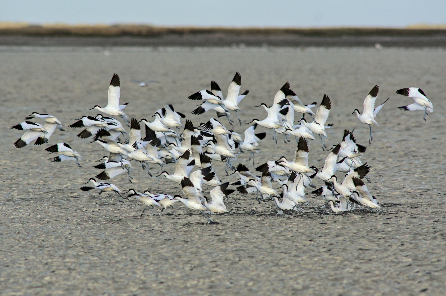 Een groep kluten (witte vogels met zwarte omhoogwippende snavel, zwarte vleugelpunten en blauwe poten) vliegt op uit ondiep water. De meeste vliegen al, enkelen staan nog tot de buik in het water.
