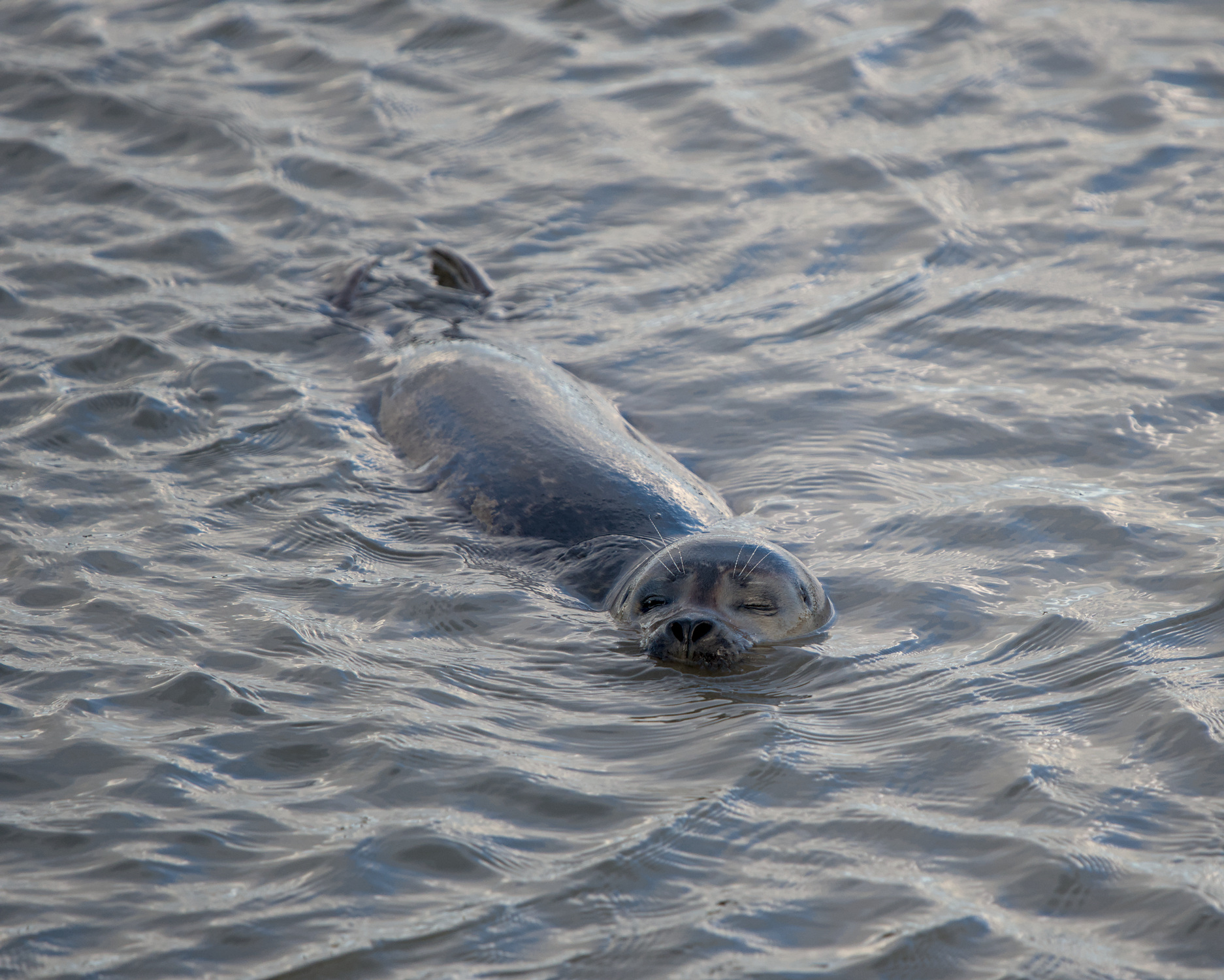 Een zeehond zwemt in gerimpeld water. De natte pels en het water zijn blauw en bruin