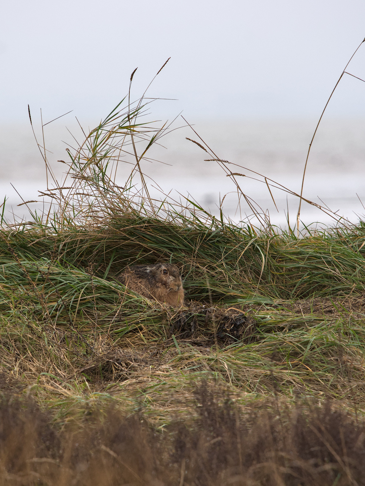 Een haas ligt achter een pol gras op de top van een duin. Op de achtergrond is de Waddenzee te zien. Alles is nat van de regen.