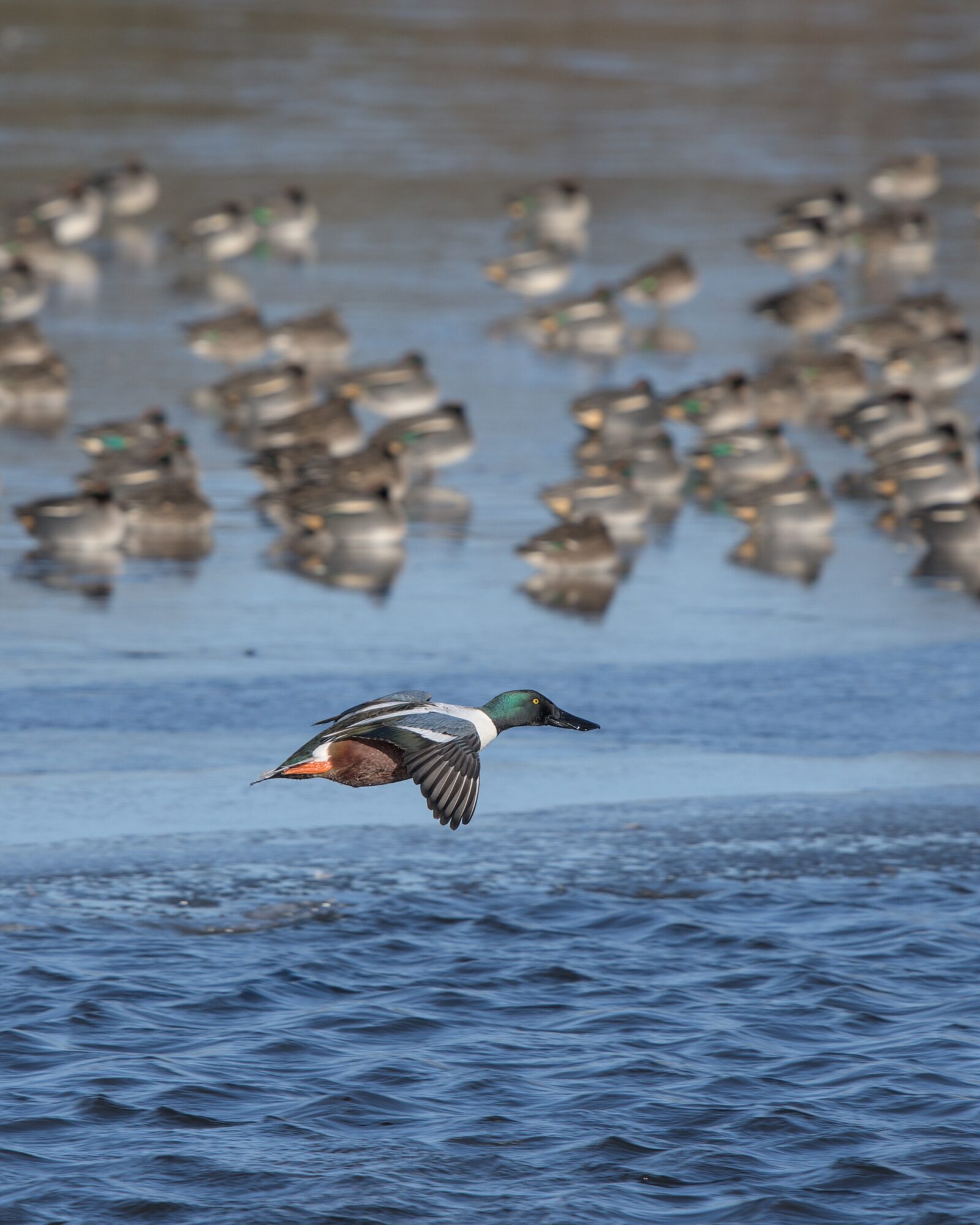 Een eend vliegt over water langs een randje ijs waar nog meer eenden zitten te rusten.