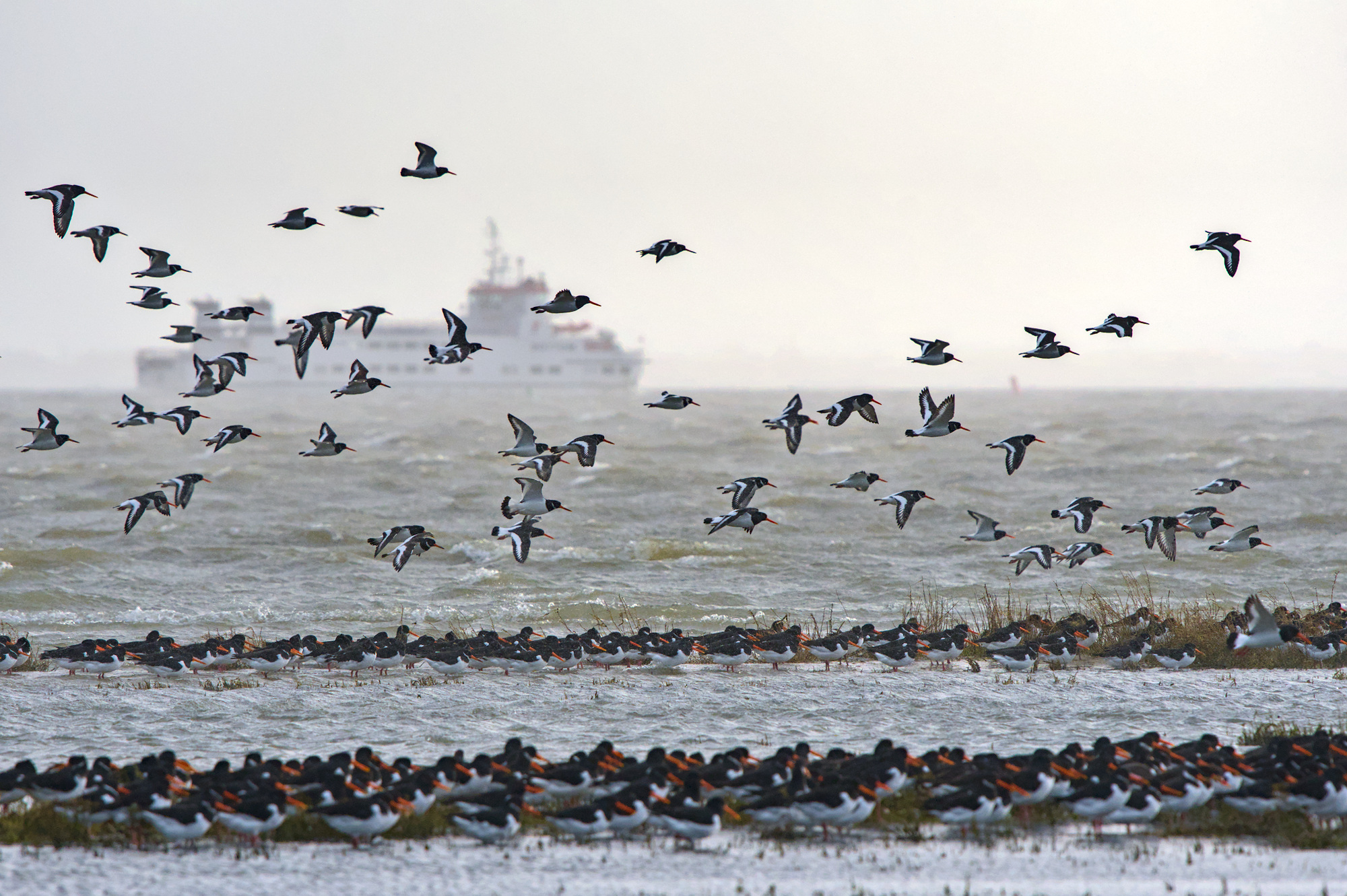 Een grote groep scholeksters zit op een klein randje land midden in zee. Enkele vogels hangen erboven. In de achtergrond is de veerboot vaag zichtbaar in de mist.