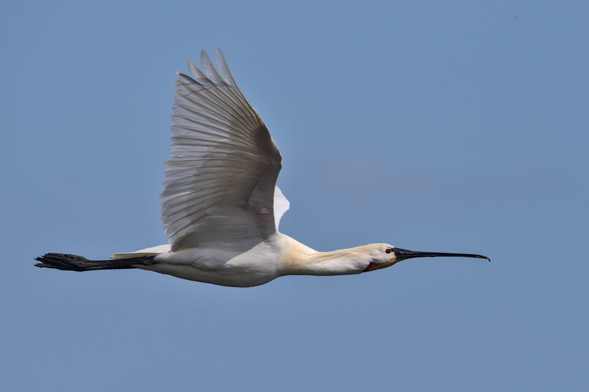 Een witte vogel met zwarte snavel en poten vliegt langgerekt met gespreide vleugels door de blauwe lucht.