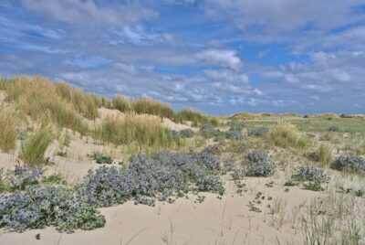 strand met duinen en bloeiende blauwe zeedistel