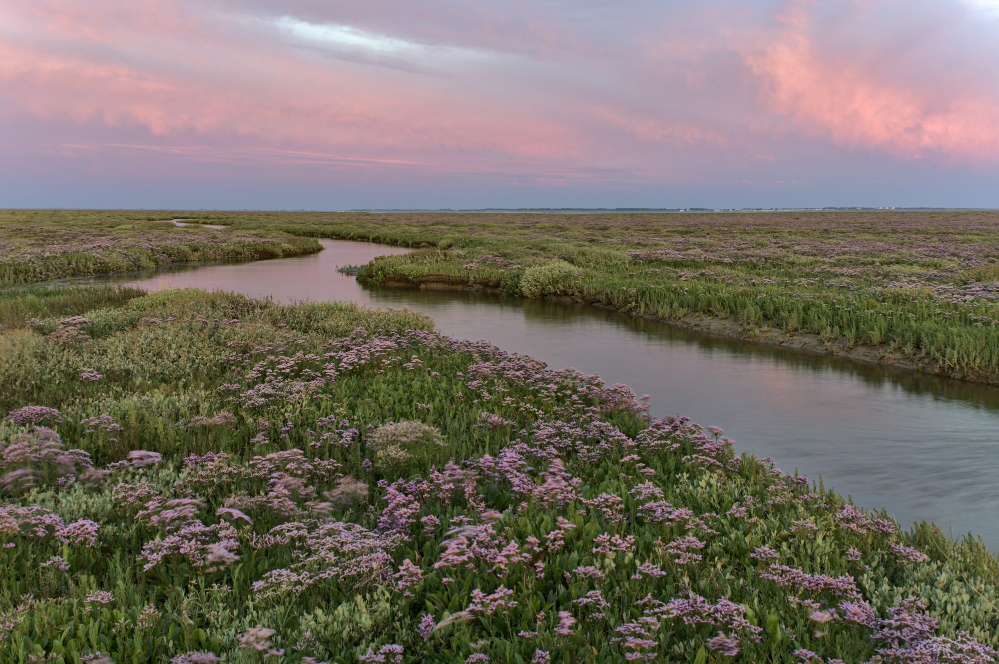 Een vlak landschap met bloeiend lamsoor. Een slenk weerspiegelt de roze lucht.