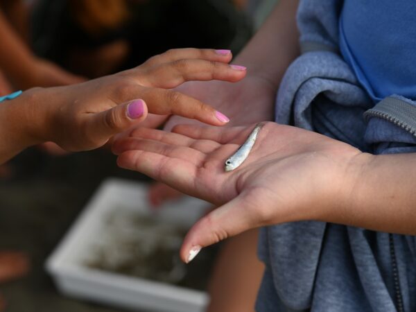 Kinderhand toont een visje. Een andere kinderhand wil het visje met een vinger aaien.