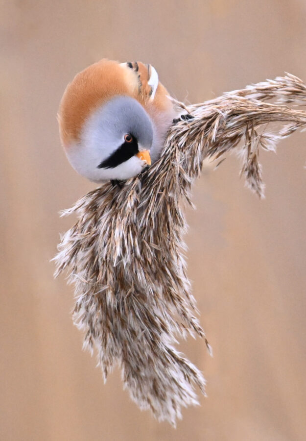 Een baardmannetje eet rietpluizen