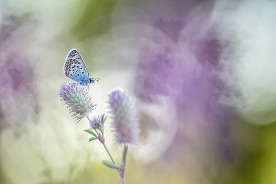 Een blauwtje zit op een hazenpootje. In de achtergrond wazige paarse bloemen en bokeh