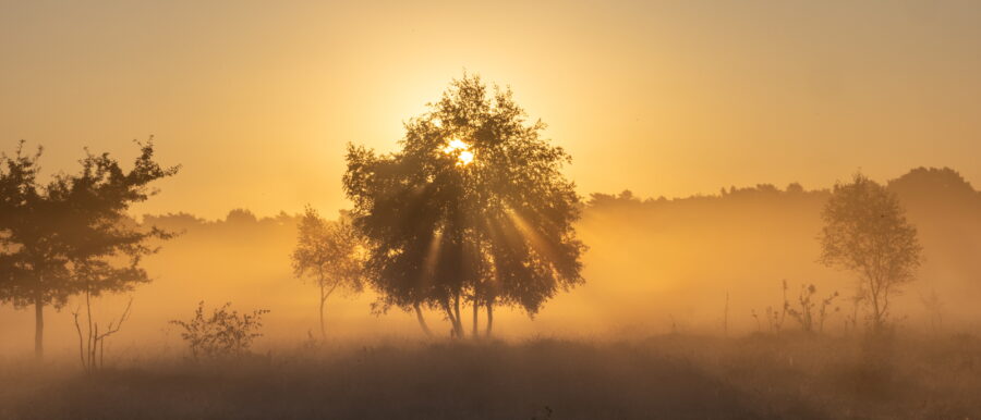 De zon schijnt door een boom in een mistig landschap