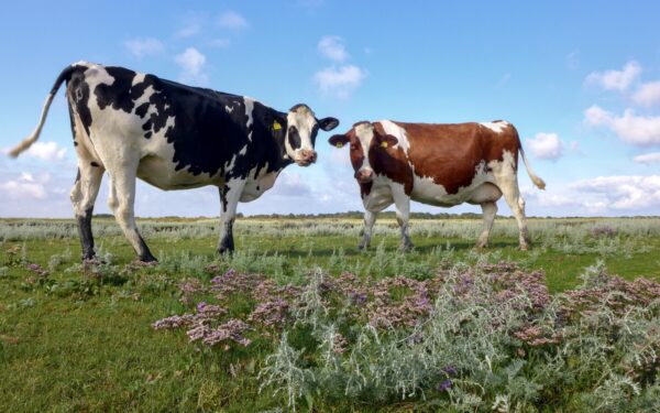 twee koeien tussen het bloeiend lamsoor